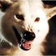 Illustration for article titled Nature Creates Killer Coyote-Wolf Hybrid That Will Survive Apocalypse